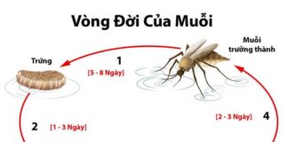 Con muỗi – Loài côn trùng nhỏ bé nhưng đầy nguy hiểm Vòng đời của một con muỗi