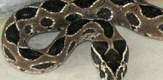 Con nưa – Loài bò sát khổng lồ và vô cùng nguy hiểm Con nưa là loài bò sát có kích thước khổng lồ vô cùng đáng sợ