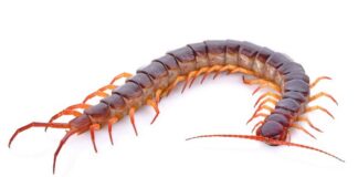 Con rết – Loài vật nguy hiểm có tác dụng chữa bệnh Tuỳ vào mỗi loại con rết có kích thước và số chân khác nhau