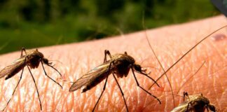 Các biện pháp phòng chống muỗi hiệu quả – Nói không với muỗi Dẹp bỏ nước tù - Các biện pháp phòng chống muỗi