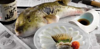 Độc tố của cá nóc và cách phân biệt loại cá nóc có độc Độc tố của cá nóc