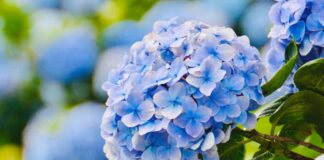 6 Công dụng của cẩm tú cầu chắn chắn sẽ làm cho bạn bất ngờ Công dụng của cẩm tú cầu