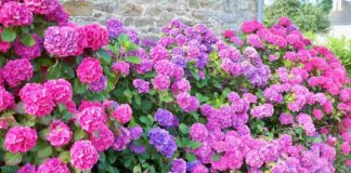 Ý nghĩa hoa Cẩm Tú Cầu – Loài hoa lung linh và lãng mạn Các ý nghĩa hoa cẩm tú cầu