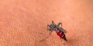 Tác hại của con muỗi đến đời sống con người như thế nào? Các phương pháp tiêu diệt muỗi phổ biến hiện nay