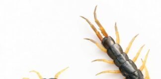 Đặc điểm của loài rết và những tập tính đặc biệt của rết Đặc điểm của loài rết về hình dạng