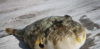 Cách xử lý khi ngộ độc cá nóc giúp ích cho bạn lúc nguy cấp Biểu hiện khi ngộ độc cá nóc