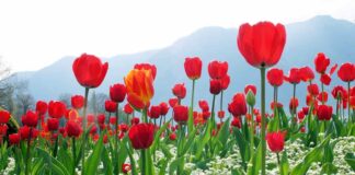Khám phá nguồn gốc của Hoa Tulip bắt nguồn ở nước nào? Nguồn gốc của hoa Tulip