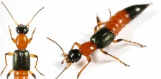 Những đặc điểm của kiến ba khoang có thể bạn chưa biết Cách phòng tránh kiến ba khoang đốt