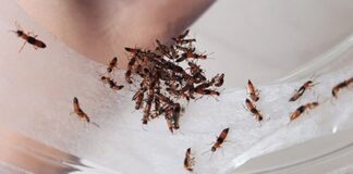 Cách phòng tránh kiến ba khoang vào nhà và những lưu ý Dùng bẫy đèn dụ kiến ra khỏi nhà