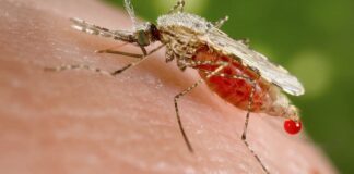 Những đặc điểm của muỗi có gì thú vị? Giải đáp thắc mắc Đặc điểm của muỗi về mặt phân loại