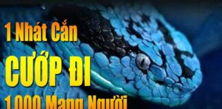 Rắn biển Belcher có phải loài rắn độc nhất trên thế giới? Thông tin cơ bản về loài Rắn biển Belcher