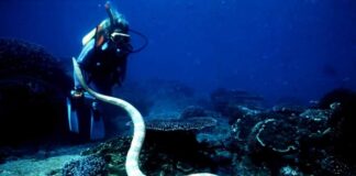 Rắn biển có độc không? Các loài rắn biển Việt Nam (con đẻn) Rắn biển có ăn được không?