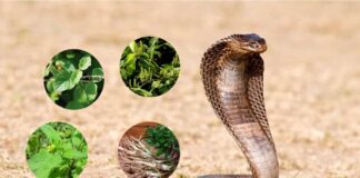 Các loài rắn hổ mang ở Việt Nam – Loài nào độc nhất? Mô tả rắn hổ mang