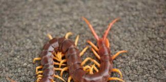 Biện pháp phòng tránh rết vào nhà và diệt rết hiệu quả nhất Sử dụng thuốc diệt rết