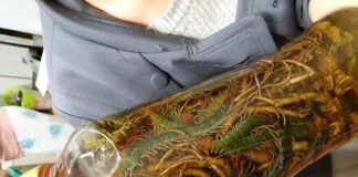 Rết ngâm rượu có tác dụng gì? Các bài thuốc quý từ rế Rết ngâm rượu chữa bệnh gì?