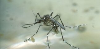 Các loại muỗi thường gặp ở Việt Nam có thể bạn chưa biết Loài muỗi Aedes (muỗi hoa) - Các loại muỗi thường gặp ở Việt Nam