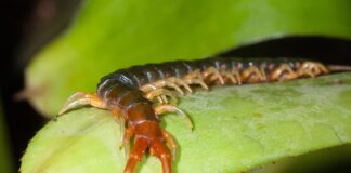 Thức ăn của loài rết là gì? Rết có chủ động cắn người không? Thức ăn của loài rết