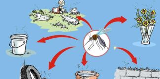 Muỗi sống ở đâu? Những nơi có nguy cơ là ổ muỗi lớn nhất Những nơi muỗi thường chọn sinh sống