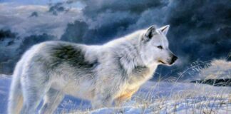 Chó sói Bắc Cực – Những đặc điểm và thông tin thú vị về chúng Sói Bắc Cực sống theo chế độ '1 vợ 1 chồng'