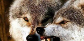 Phân loại chó sói – Có mấy loại chó sói và đặc điểm của chúng Sói thông thường hoặc châu Âu