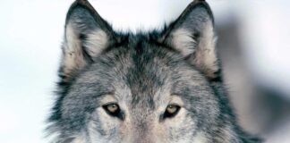 6 Đặc điểm của chó sói khiến con người cũng phải kính nể Đặc điểm của chó sói là tham vọng chiến thắng