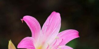 Ý nghĩa của các loại hoa loa kèn đang có trên thị trường Nguồn gốc xuất xứ của hoa loa kèn