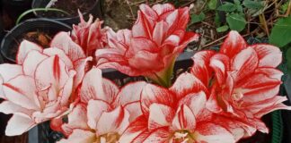 Hướng dẫn 5 cách cắm hoa loa kèn đẹp trang trí nhà ở Cách cắm hoa loa kèn bình gốm