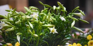 Cách chăm sóc hoa loa kèn đúng cách để hoa luôn nở đẹp Cách chăm sóc hoa loa kèn