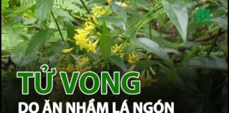 Ứng dụng của lá ngón như thế nào? Những lợi ích của lá ngón Hoa mọc thành xim ở đầu cành hay kẽ lá