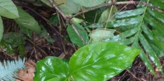 Triệu chứng khi ăn phải lá ngón và cách sơ cứu kịp thời Nhận biết lá ngón như thế nào?