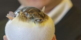 Phân loại cá nóc – Loài nào có độc và cách ăn nó ra sao Các món ăn không thể bỏ qua