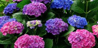 Cách trồng hoa cẩm tú cầu trong chậu tại nhà đơn giản Đặc điểm hoa cẩm tú cầu