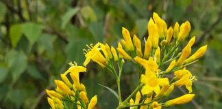 Đặc điểm cây lá ngón có gì cần lưu ý để tránh ngộ độc Đặc điểm cây lá ngón