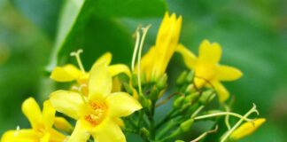 Độc tính của lá ngón là gì mà giết người trong “nháy mắt”? Cách nhận biết lá ngón như thế nào?