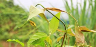 Phân biệt lá ngón như thế nào? Hướng dẫn nhận biết lá ngón Cây lá ngón là gì?