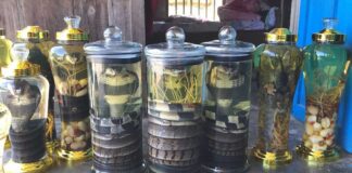 Rượu rắn hổ mang tốt không? Có những lưu ý gì cần biết? Lưu ý khi dùng rượu rắn hổ mang