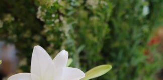 Nguồn gốc hoa loa kèn và cách trồng và chăm sóc giúp hoa nở Nguồn gốc hoa loa kèn, đặc điểm