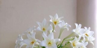 Truyền thuyết về ý nghĩa hoa loa kèn có thể bạn chưa biết Ý nghĩa về loài hoa loa kèn