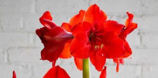 Cách trồng hoa loa kèn và cách chăm sóc loài hoa này Cách trồng hoa loa kèn