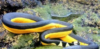 Rắn Biển Bụng Vàng Loài Rắn Độc Có Thể Tồn Tại Thiếu Nước Mô tả về loài rắn biển này