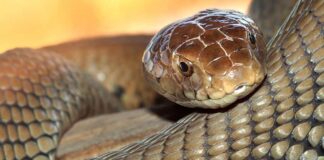 Rắn hổ mang có độc không? Tại sao nó là vua của các loại độc Rắn hổ mang có độc không?