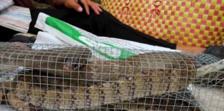 Sử dụng mồi bẫy rắn hổ mang như thế nào cho hiệu quả Cách sử mồi bẫy rắn hổ mang đơn giản