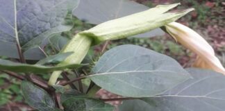 Những lưu ý khi sử dụng cà độc dược có thể bạn chưa biết Tác dụng phụ của cà độc dược