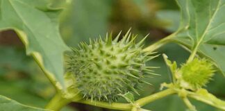 Đặc điểm cây cà độc dược và những thông tin về loài cà này Đặc điểm cây cà độc dược