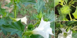 Thành phần cây cà độc dược và những thông tin bạn chưa biết Công dụng của cà độc dược đối với sức khỏe