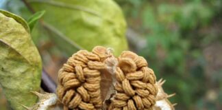 Bài thuốc từ cây cà độc dược có nhiều tác dụng chữa bệnh Lưu ý khi dùng bài thuốc từ cây cà độc dược (Hoa và Lá)