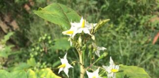 Trường hợp không nên sử dụng cà độc dược chữa bệnh Thực trạng sử dụng cà độc dược