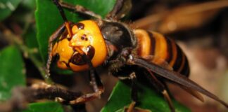 Tìm hiểu đặc điểm của ong vò vẽ và cách nhận biết tổ ong Nhận biết tổ ong qua đặc điểm của ong vò vẽ