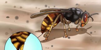 Thức ăn của ong vò vẽ là gì? Chúng có đặc điểm gì thú vị? Ong vò vẽ thường làm tổ ở đâu?