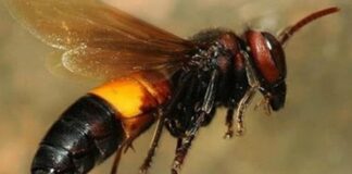 Cần làm gì khi ong vò vẽ đốt – Cách sơ cứu nhanh và hiệu quả Cần làm gì khi ong vò vẽ đốt